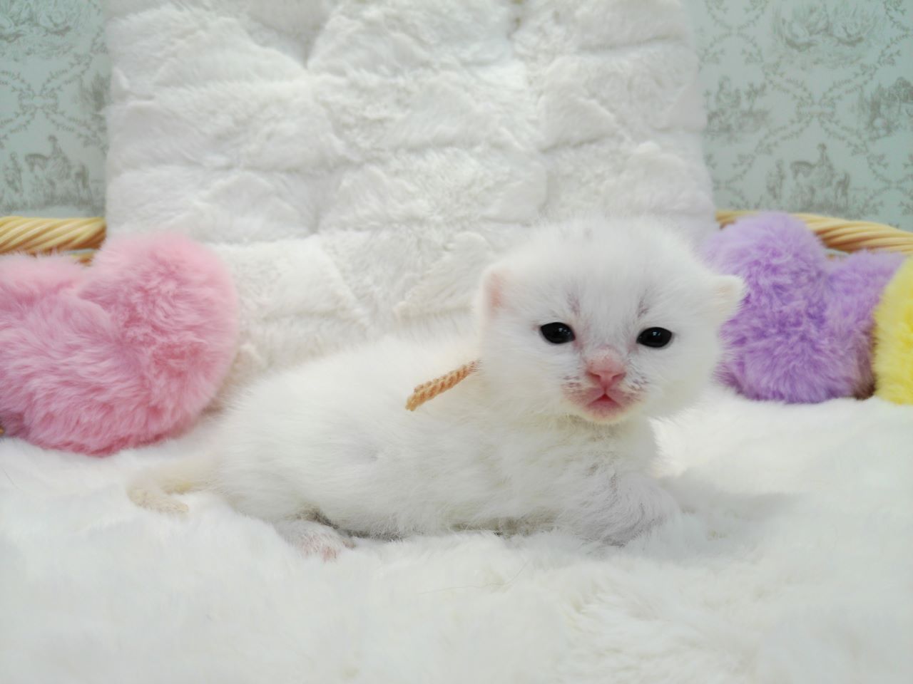 赤ちゃん写真1-2