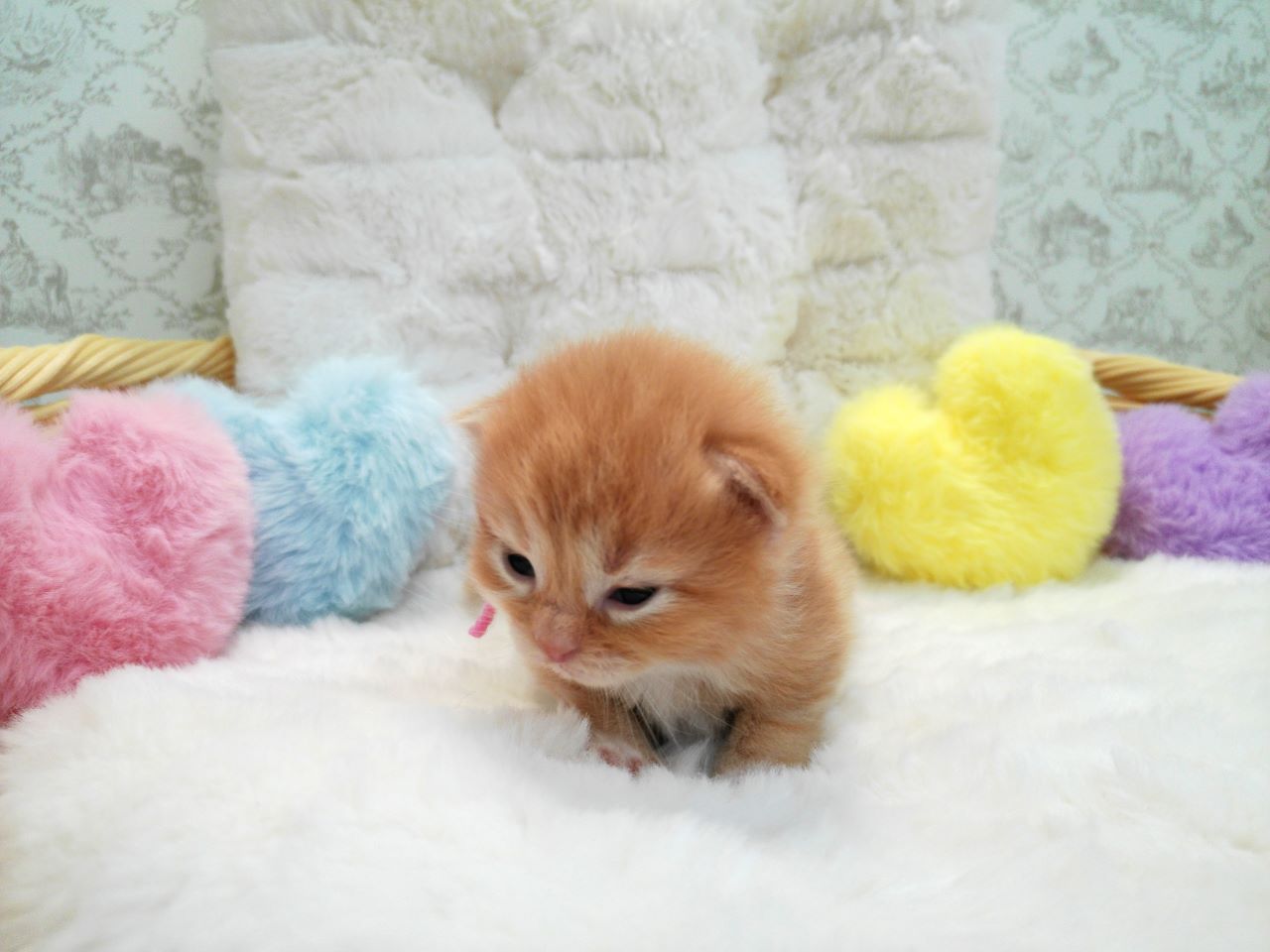 赤ちゃん写真1-1