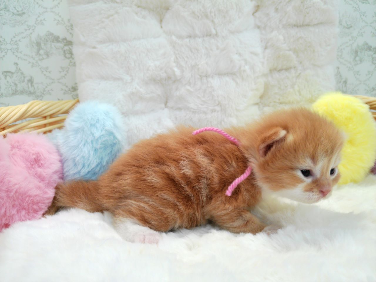 赤ちゃん写真1-2