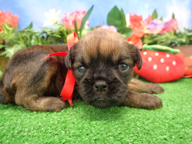 ブリュッセル・グリフォン