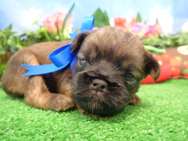 ブリュッセル・グリフォン