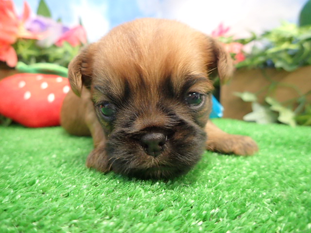 ブリュッセル・グリフォン