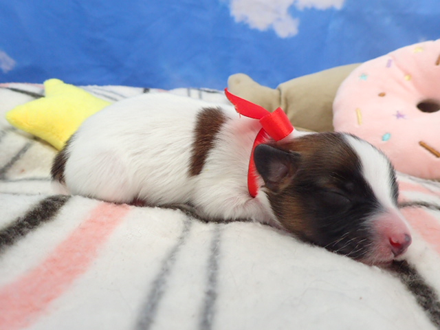 赤ちゃん写真1-2
