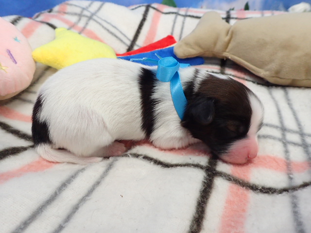 赤ちゃん写真1-2