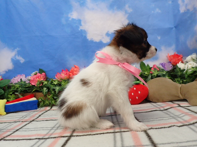 赤ちゃん写真3-2