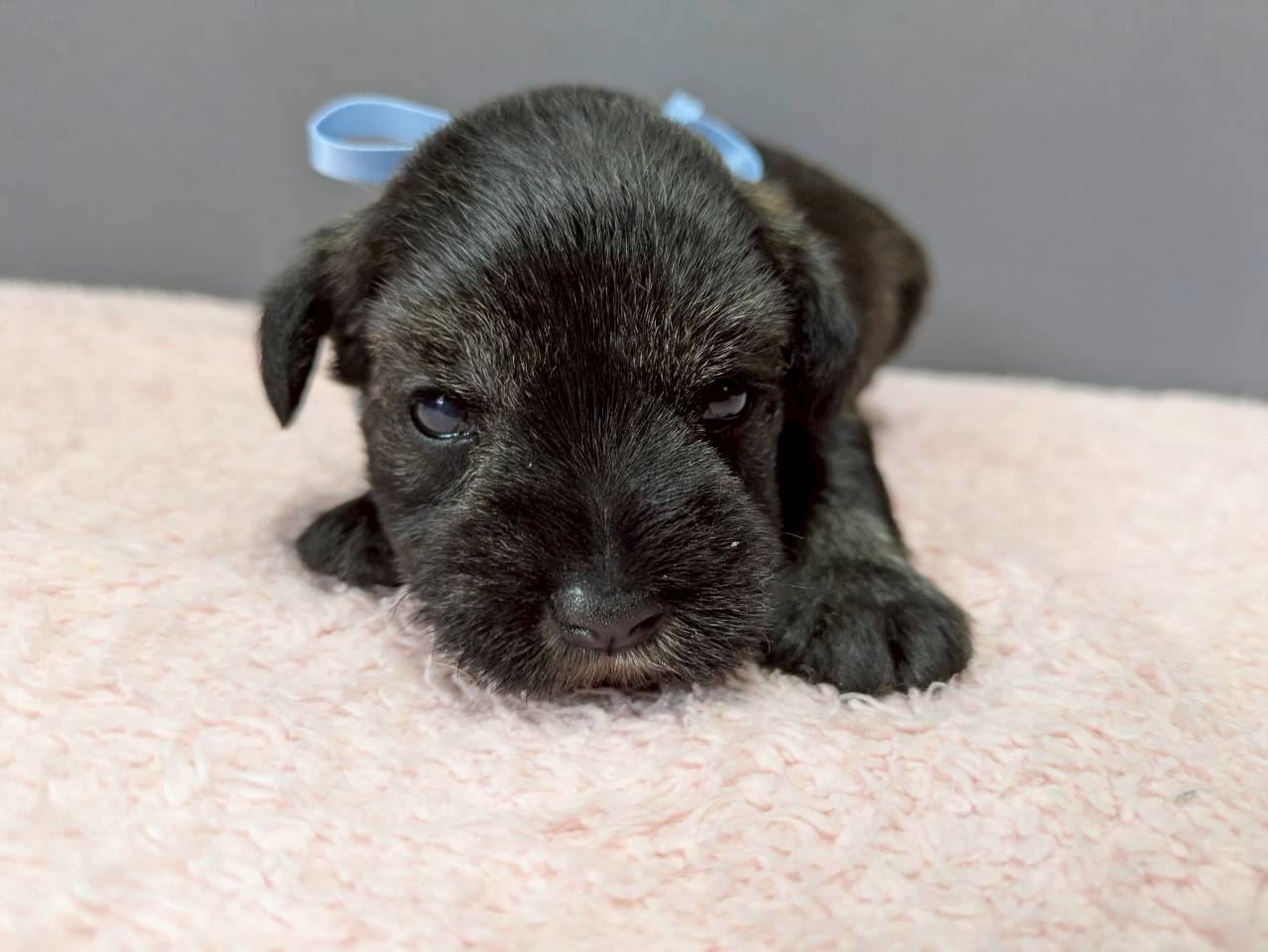 ミニチュア・シュナウザー