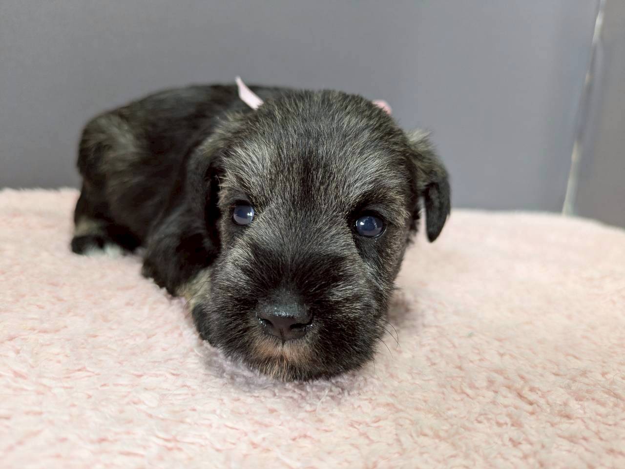 ミニチュア・シュナウザー