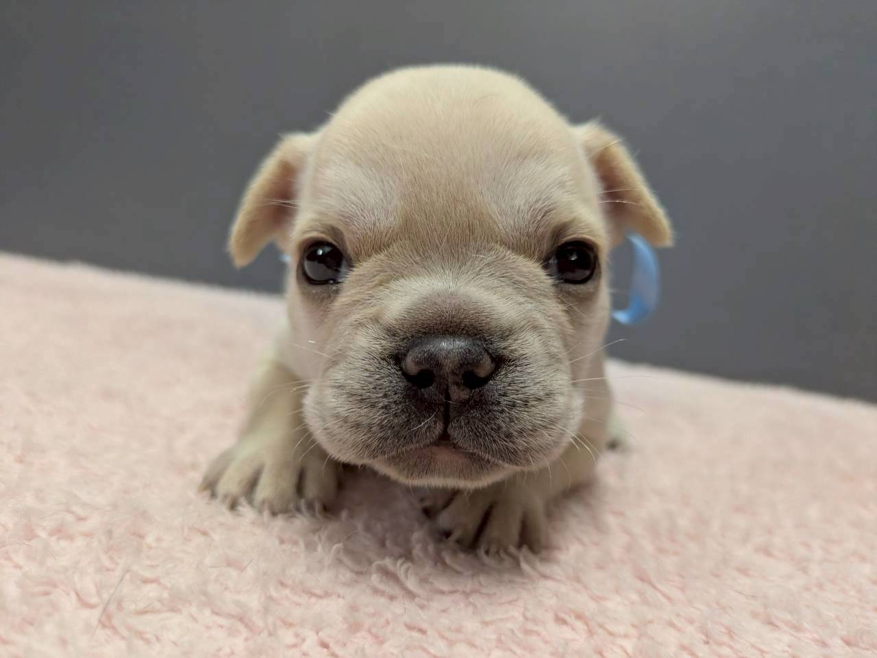 フレンチブルドッグ