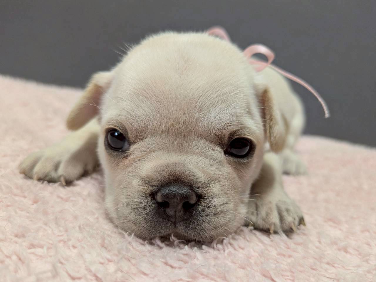 フレンチブルドッグ