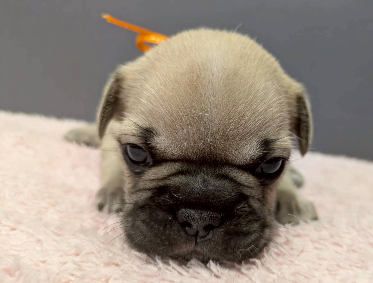 フレンチブルドッグ