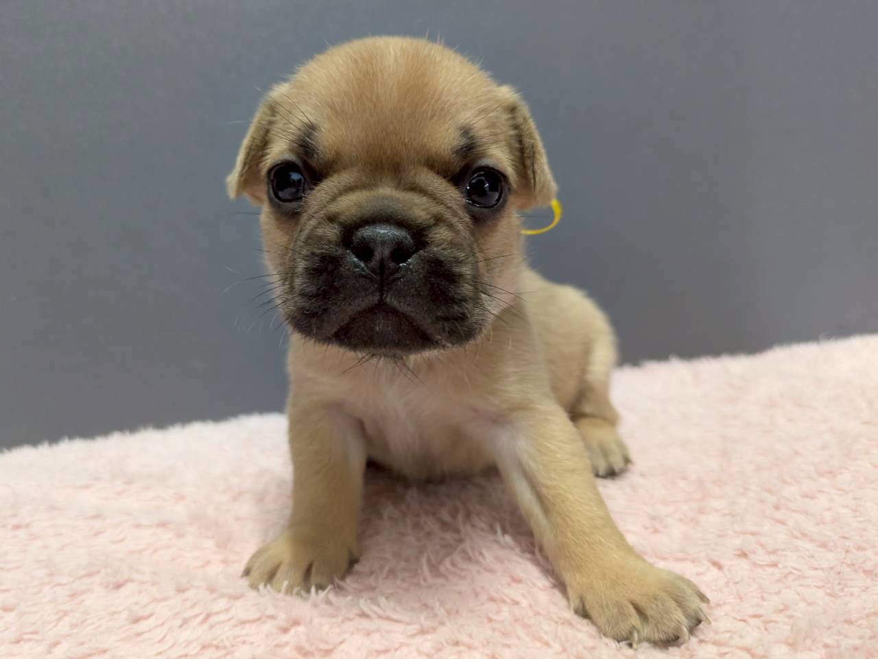 フレンチブルドッグ