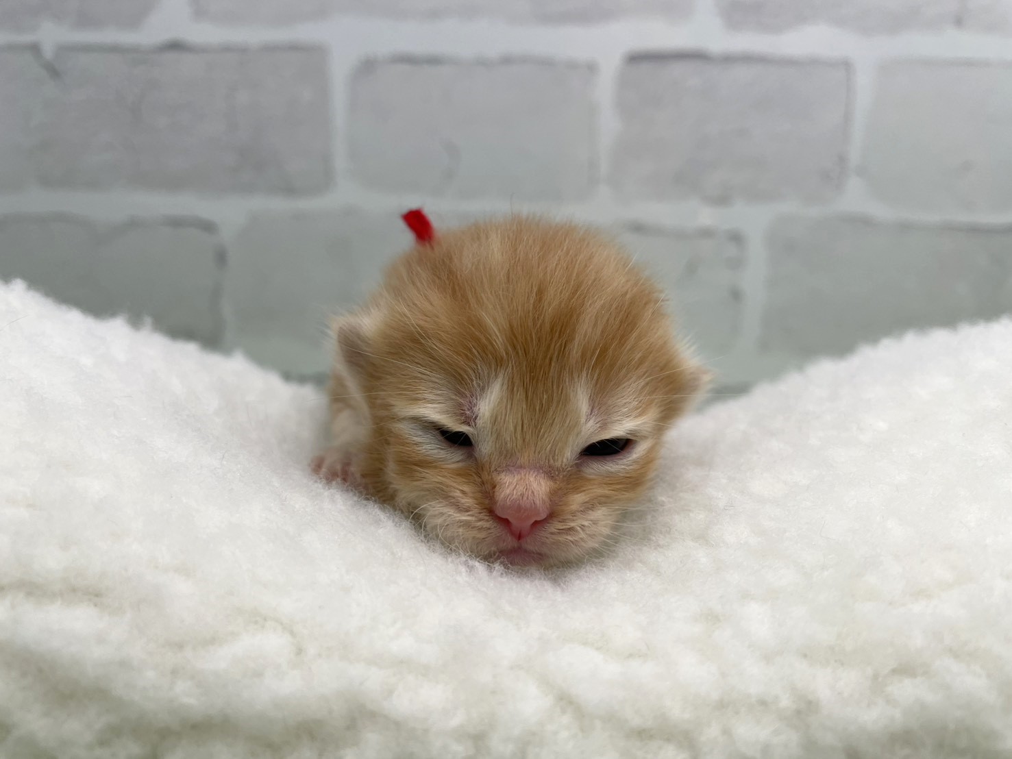 赤ちゃん写真1-1