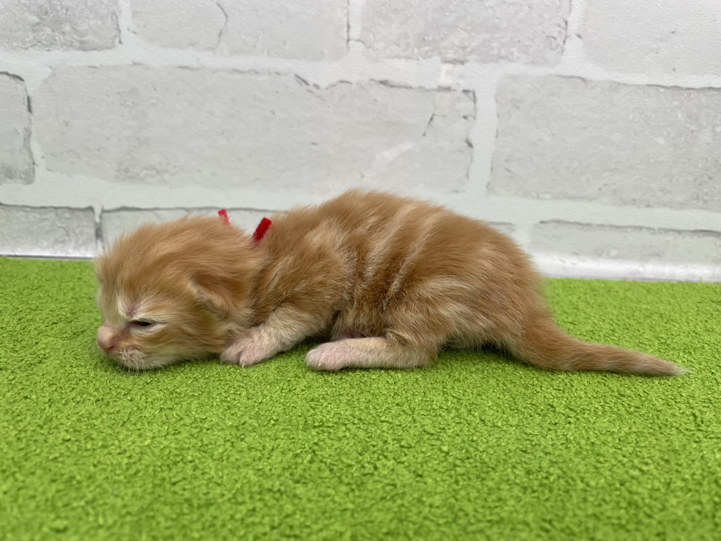 赤ちゃん写真1-2