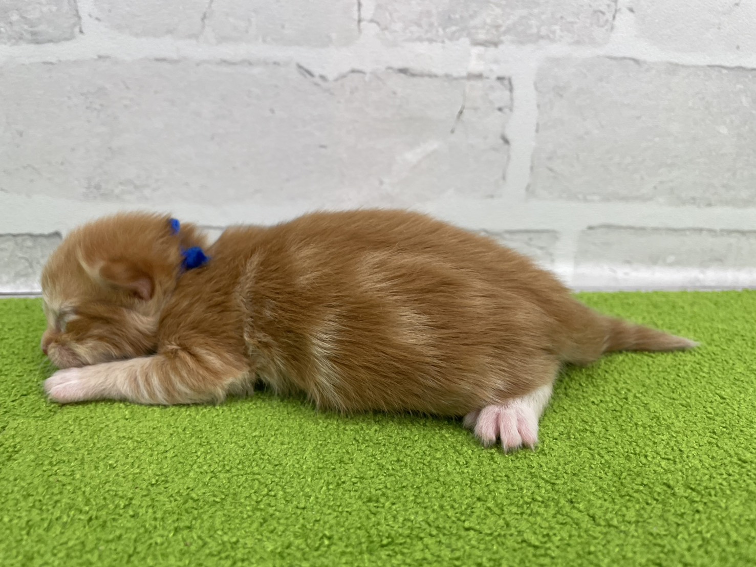 赤ちゃん写真1-2