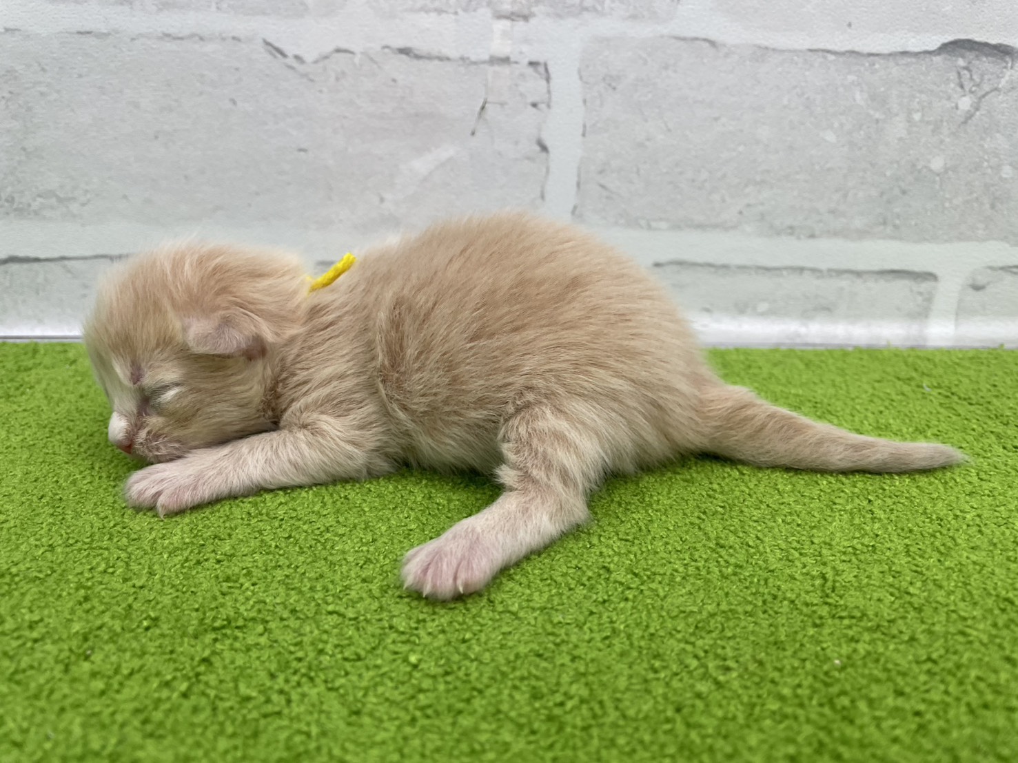 赤ちゃん写真1-2