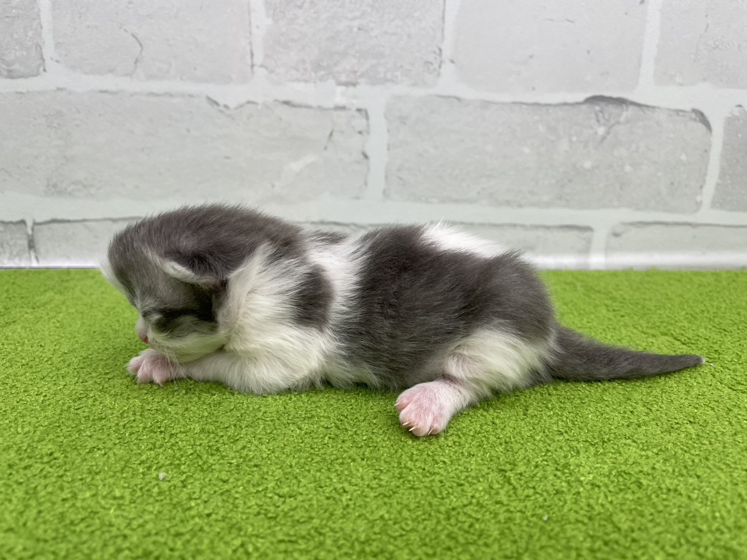 赤ちゃん写真1-2