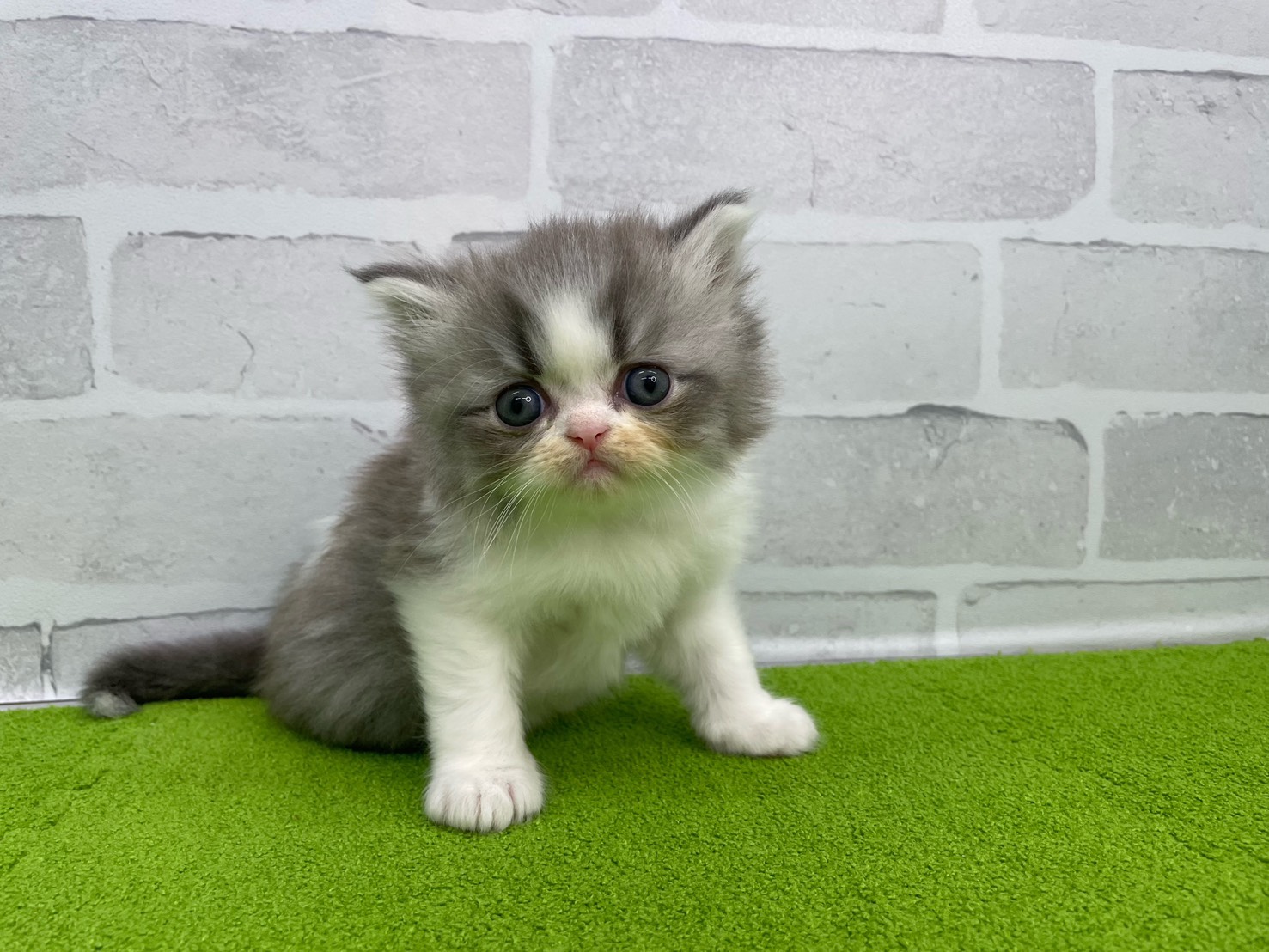 ミヌエット（長足）