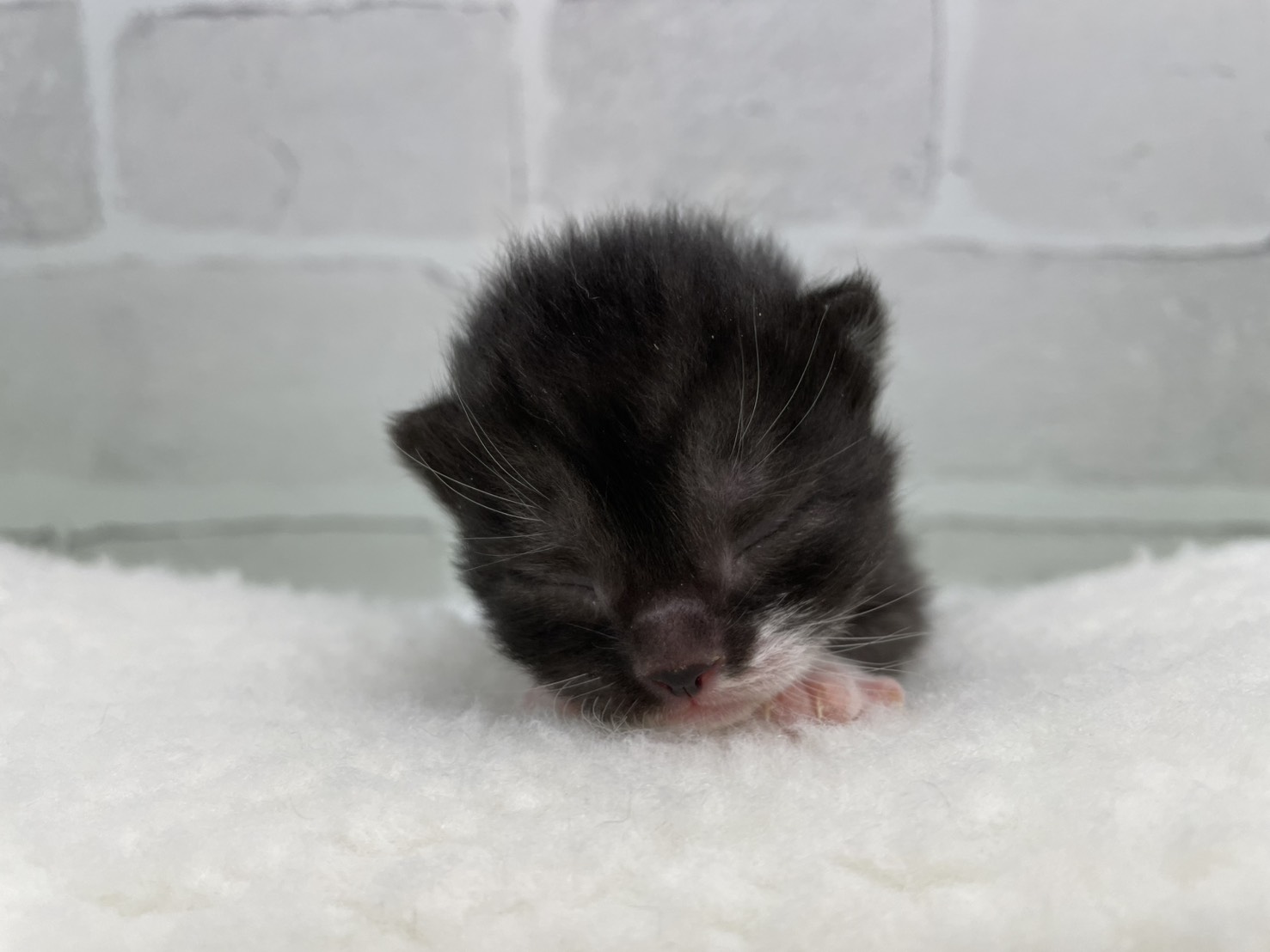 スコティッシュフォールド