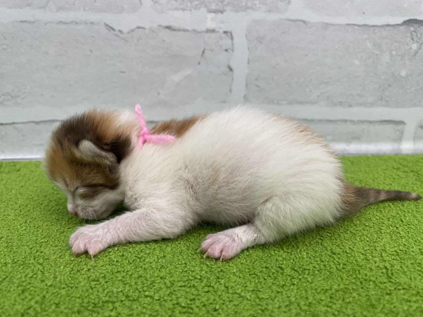 赤ちゃん写真1-2