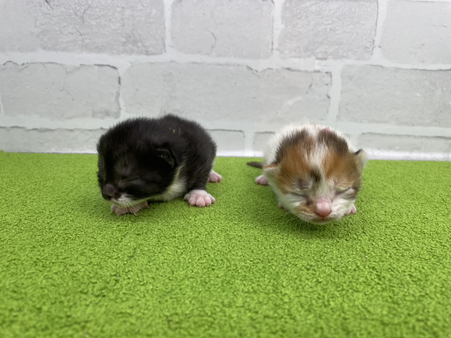 赤ちゃん写真1-3