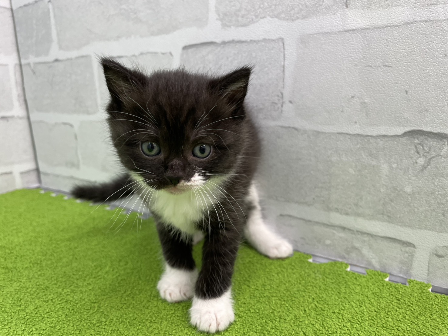 スコティッシュフォールド