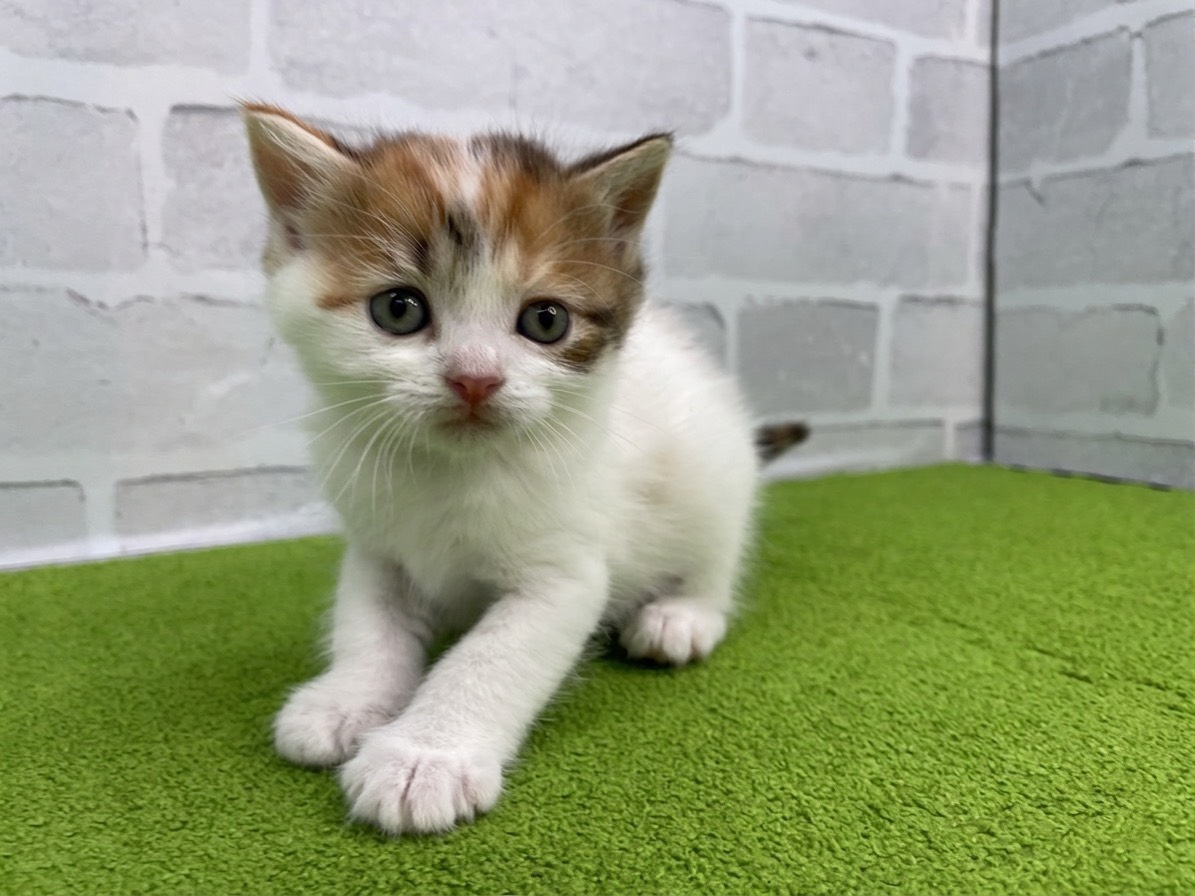 スコティッシュフォールド