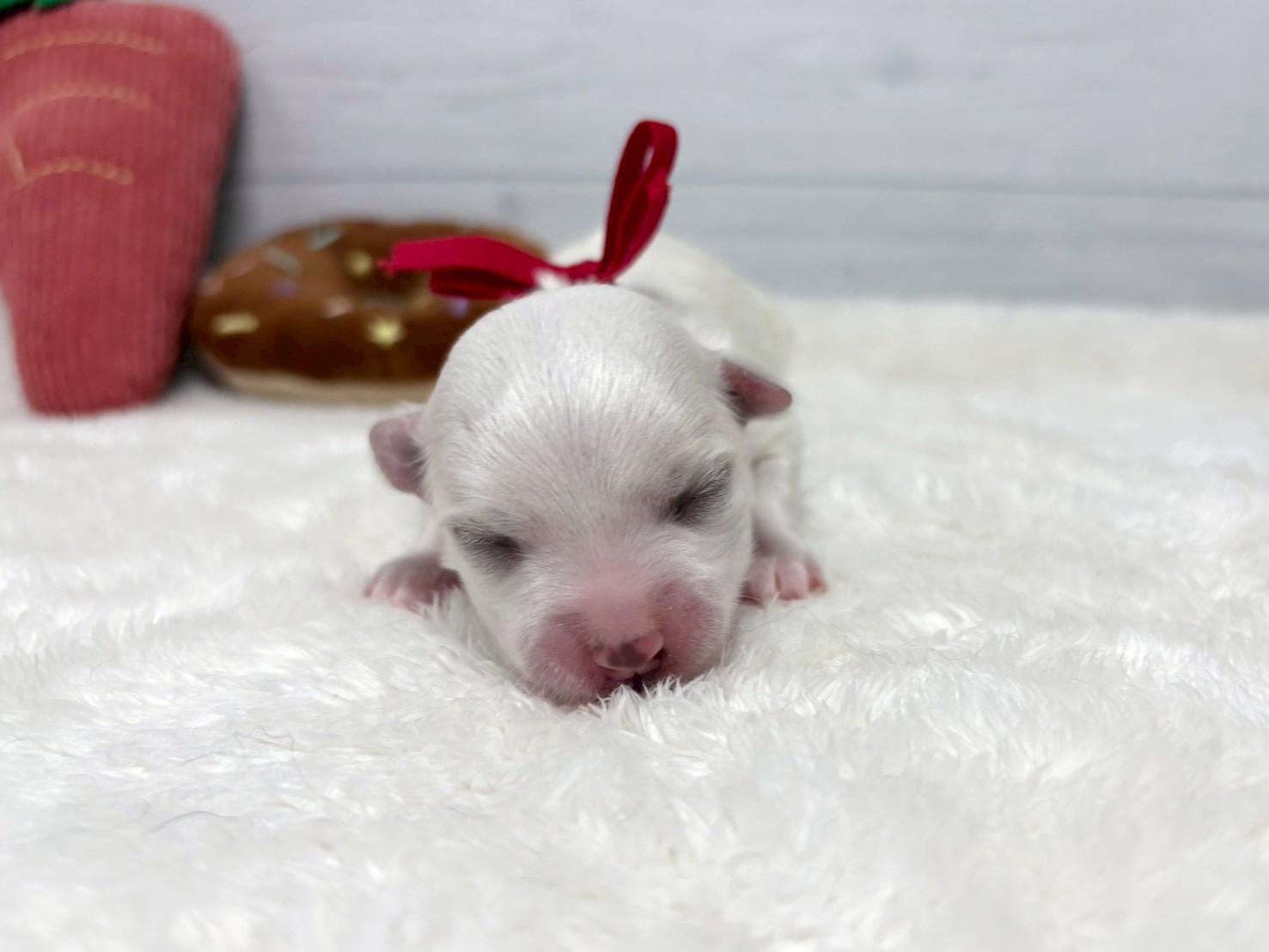 赤ちゃん写真1-1