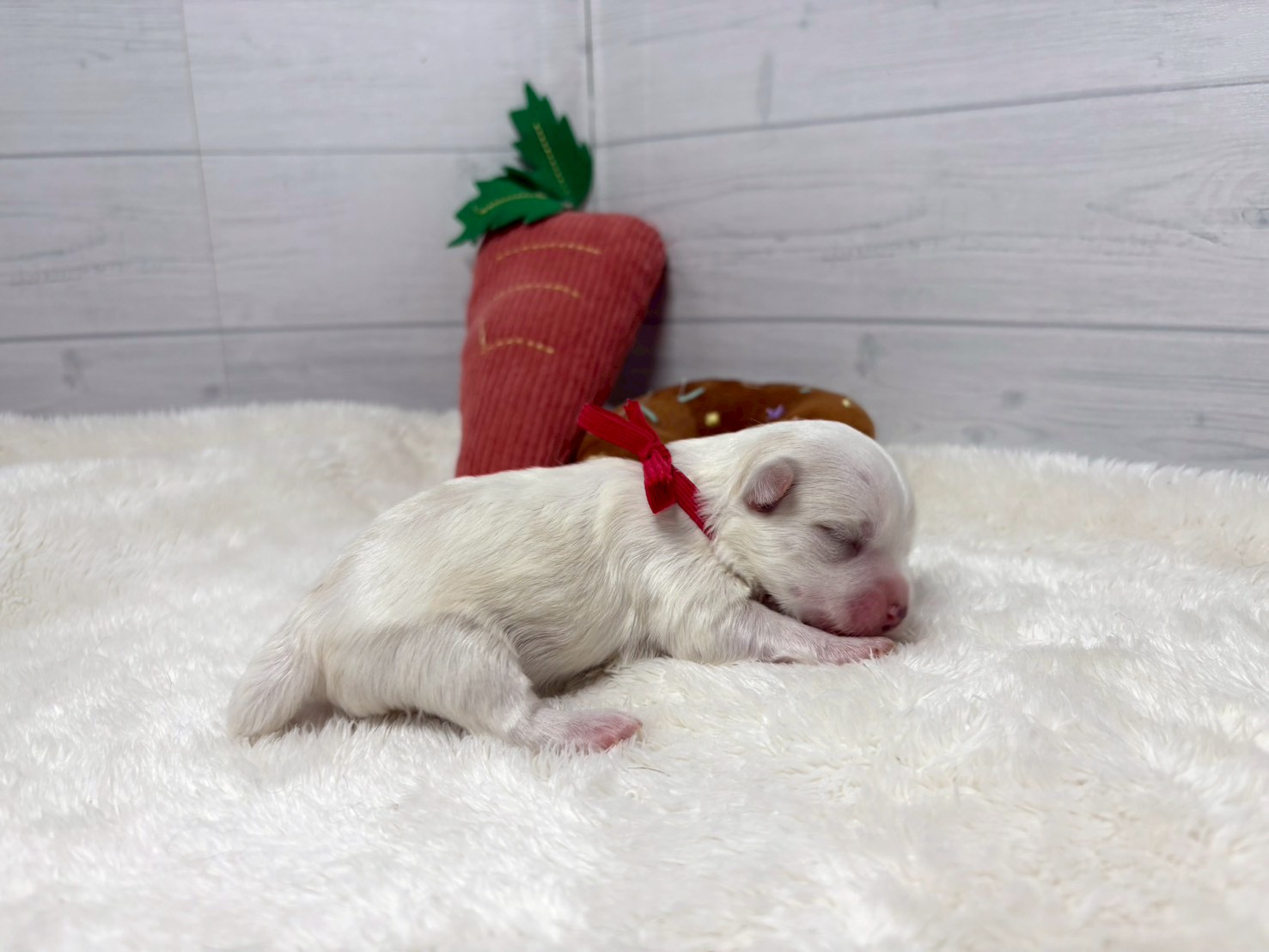 赤ちゃん写真1-2