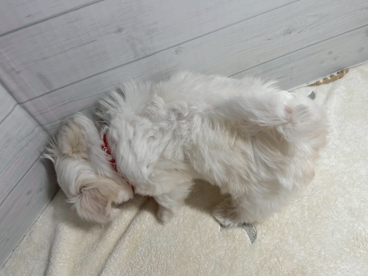 赤ちゃん写真3-3