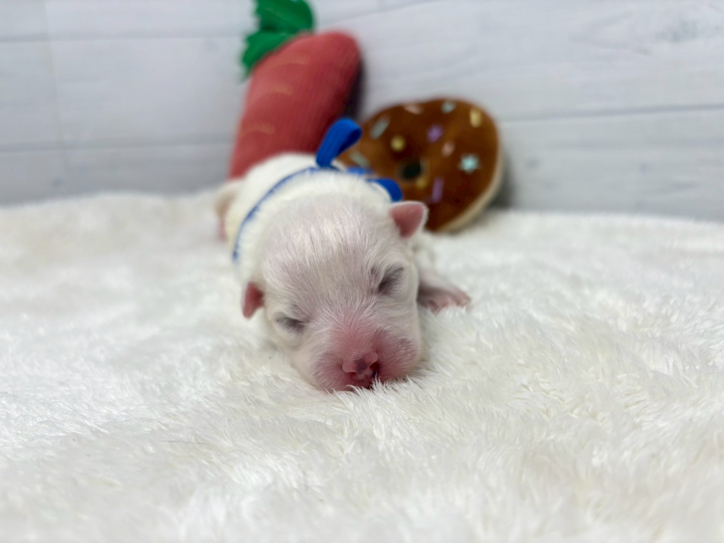 赤ちゃん写真1-1