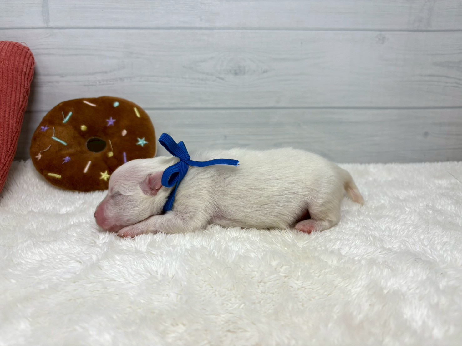 赤ちゃん写真1-2