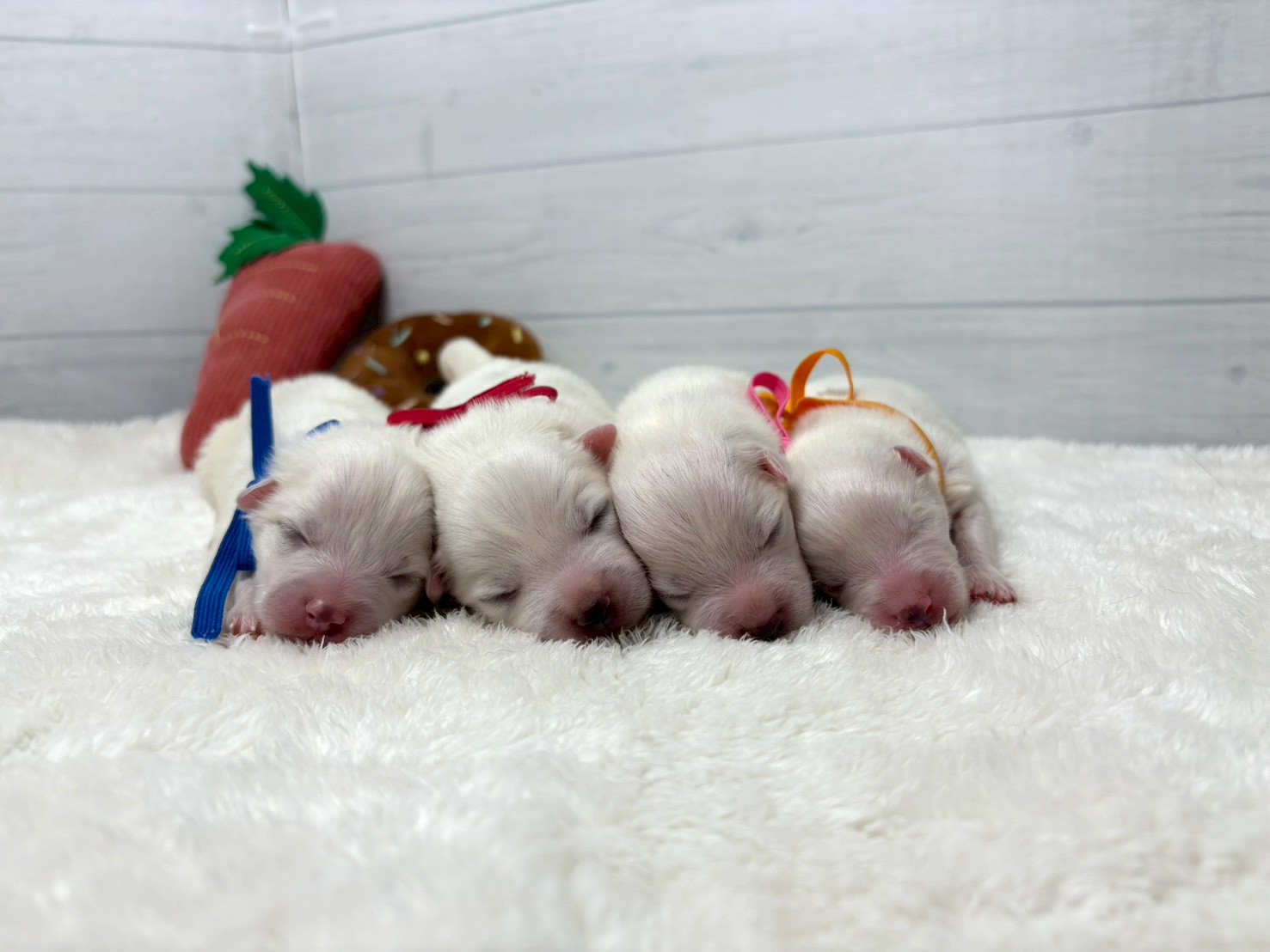 赤ちゃん写真1-3