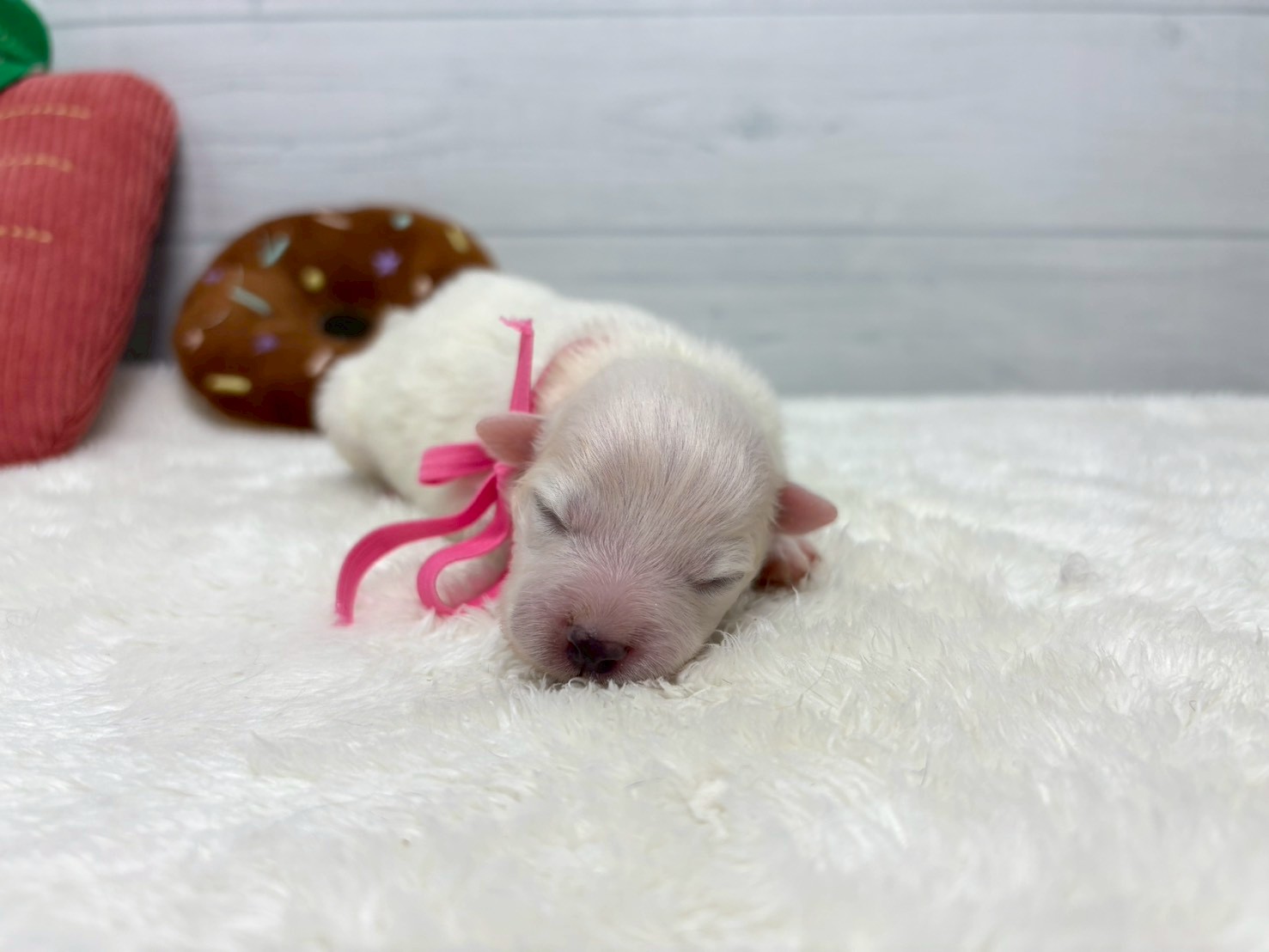 赤ちゃん写真1-1