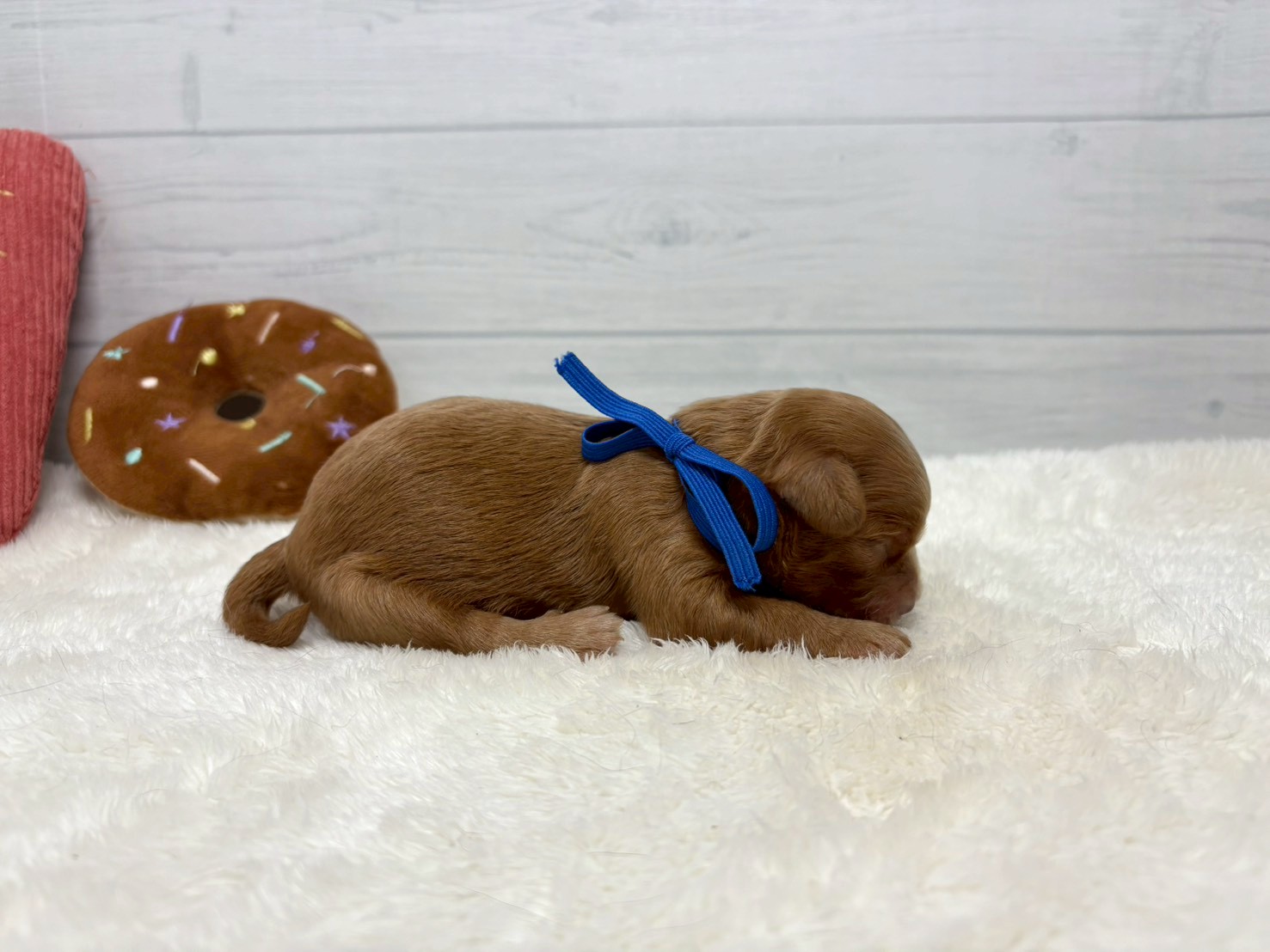 赤ちゃん写真1-2