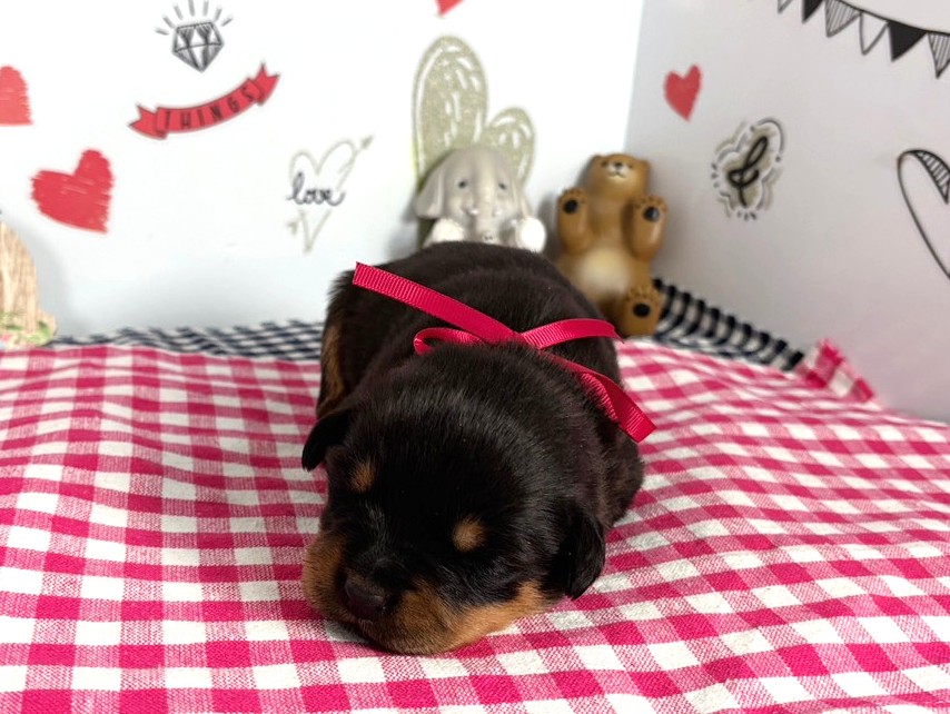 赤ちゃん写真1-1