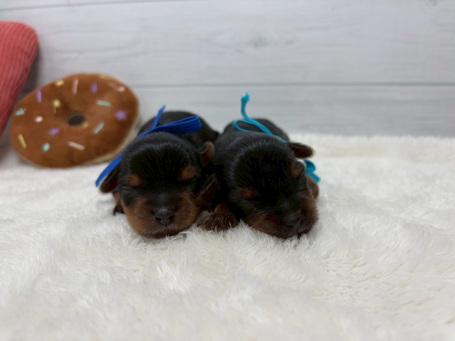 赤ちゃん写真1-1
