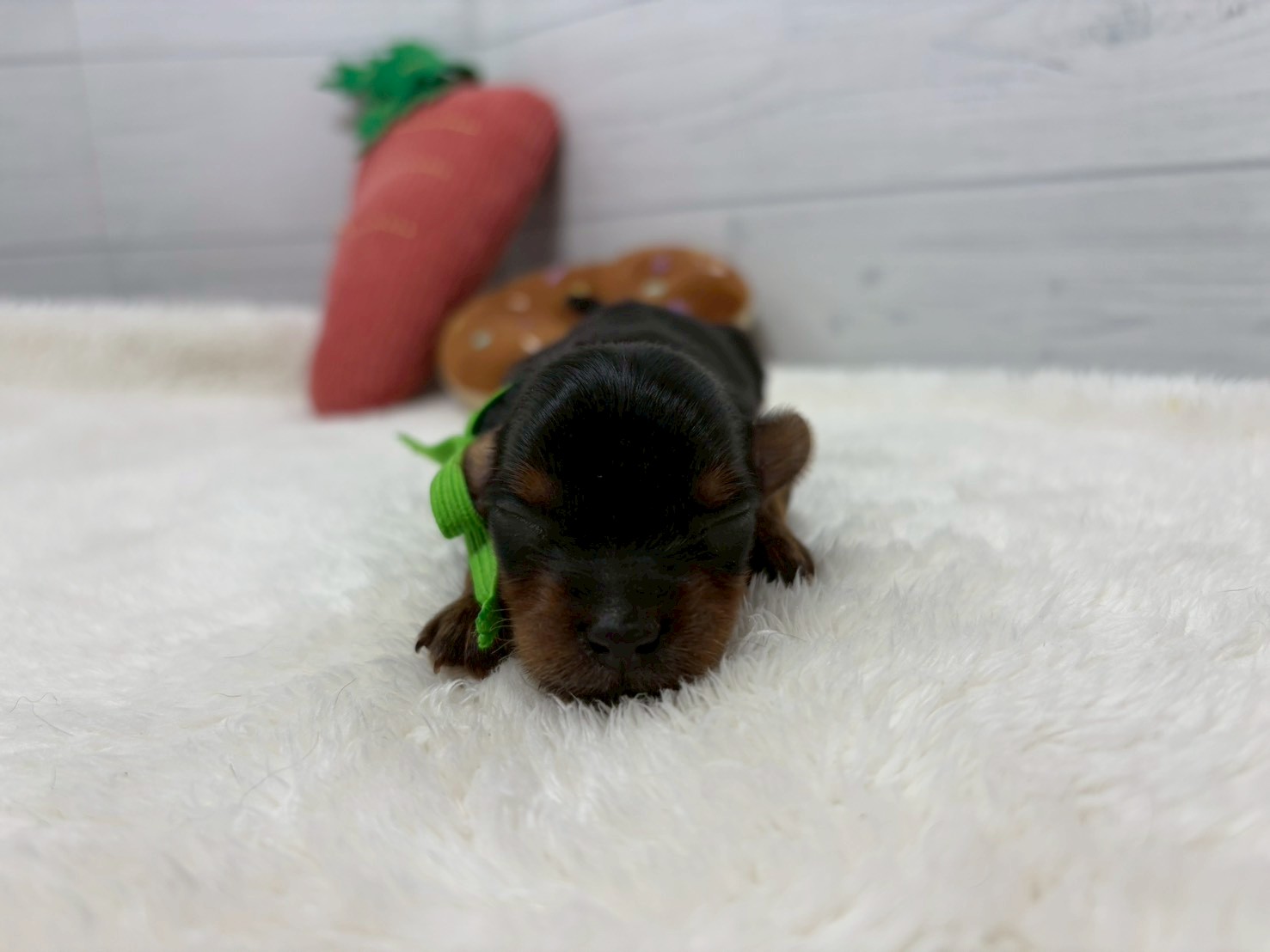 赤ちゃん写真1-1