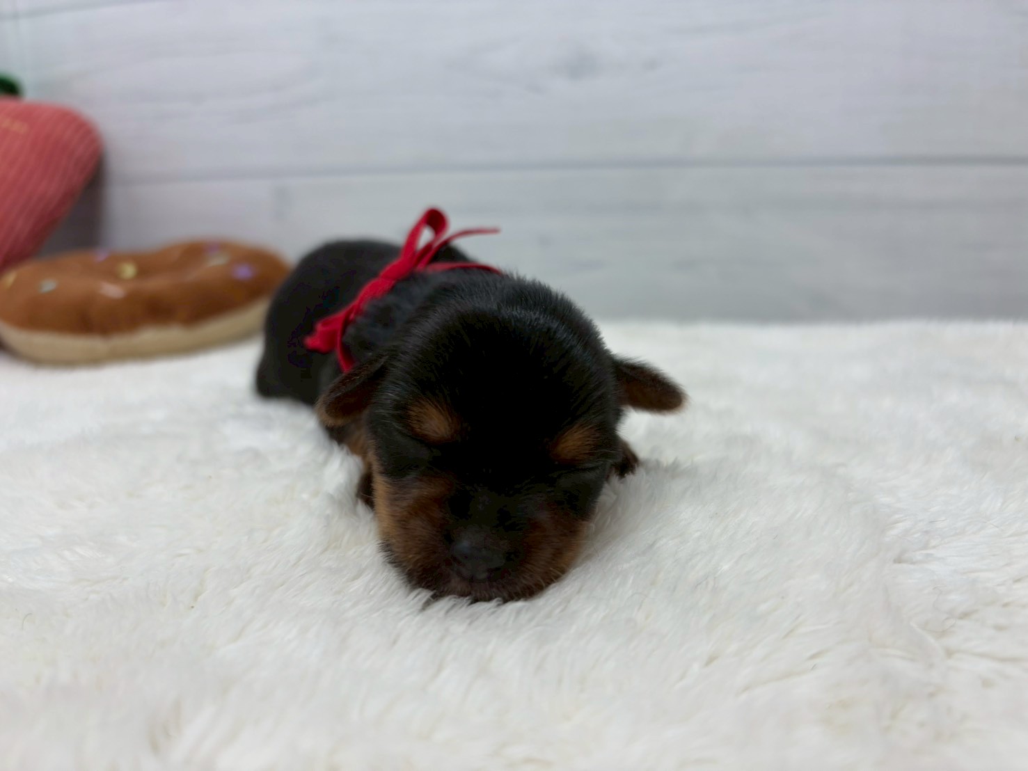 赤ちゃん写真1-1