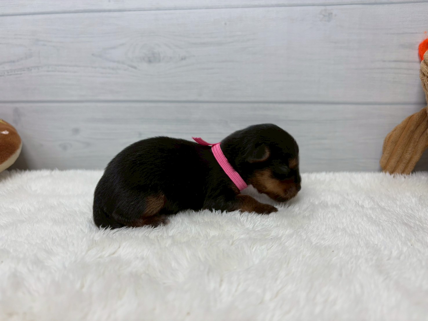 赤ちゃん写真1-2