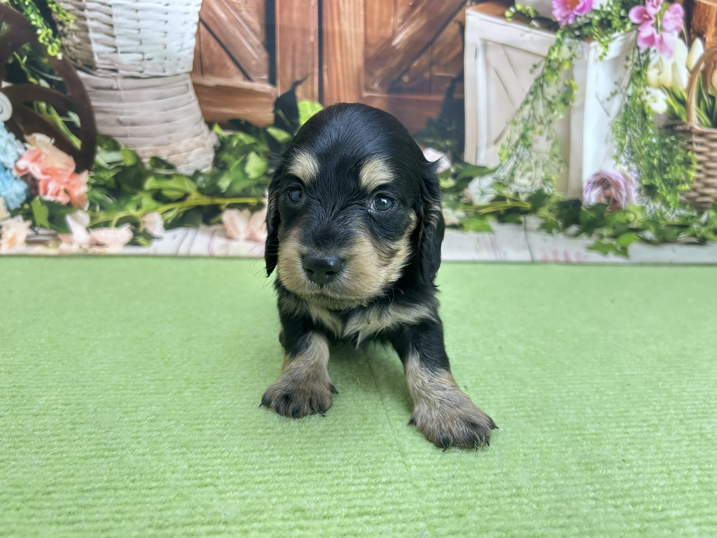 ミニチュア・ダックスフンド