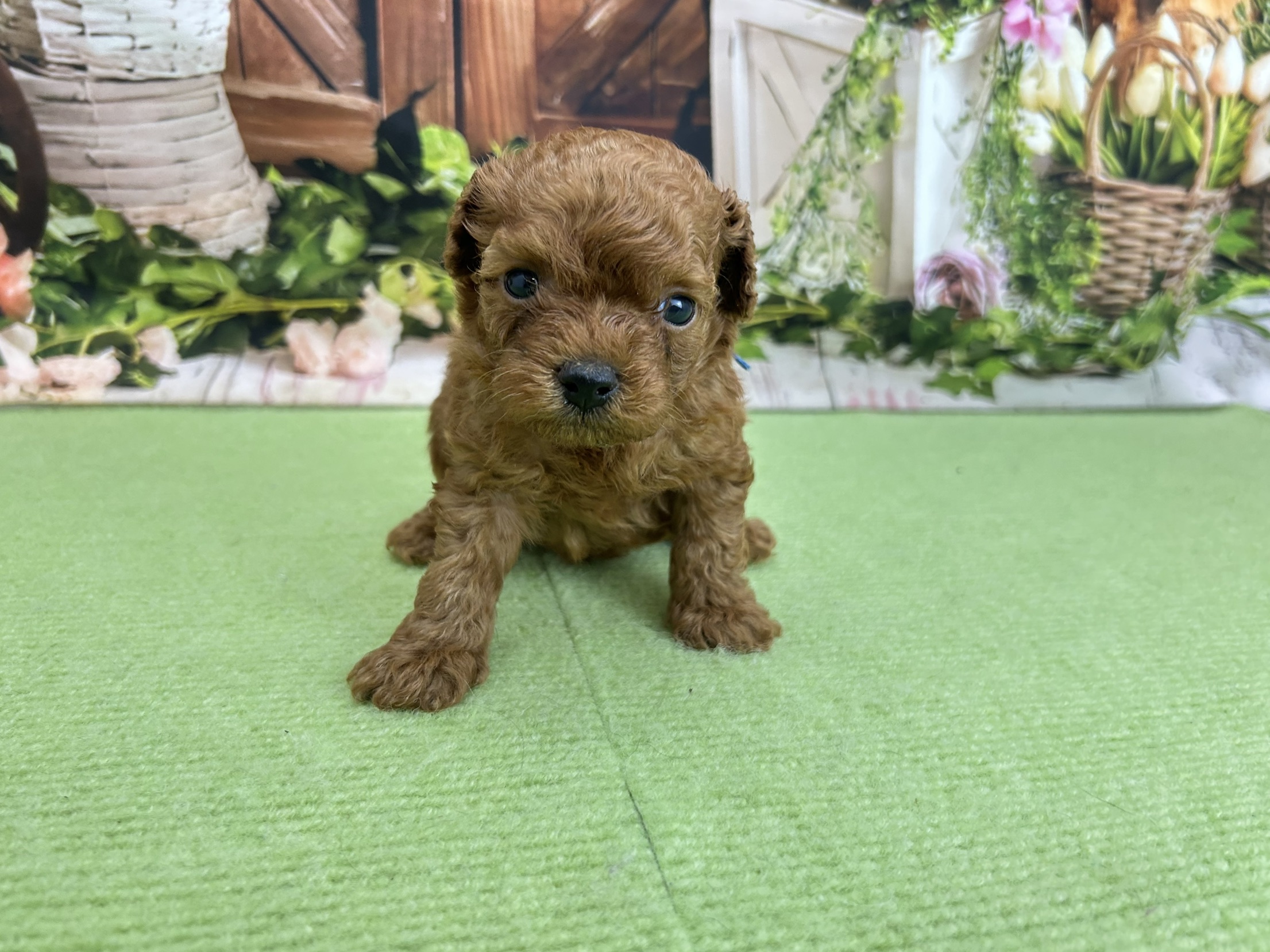 トイ・プードル