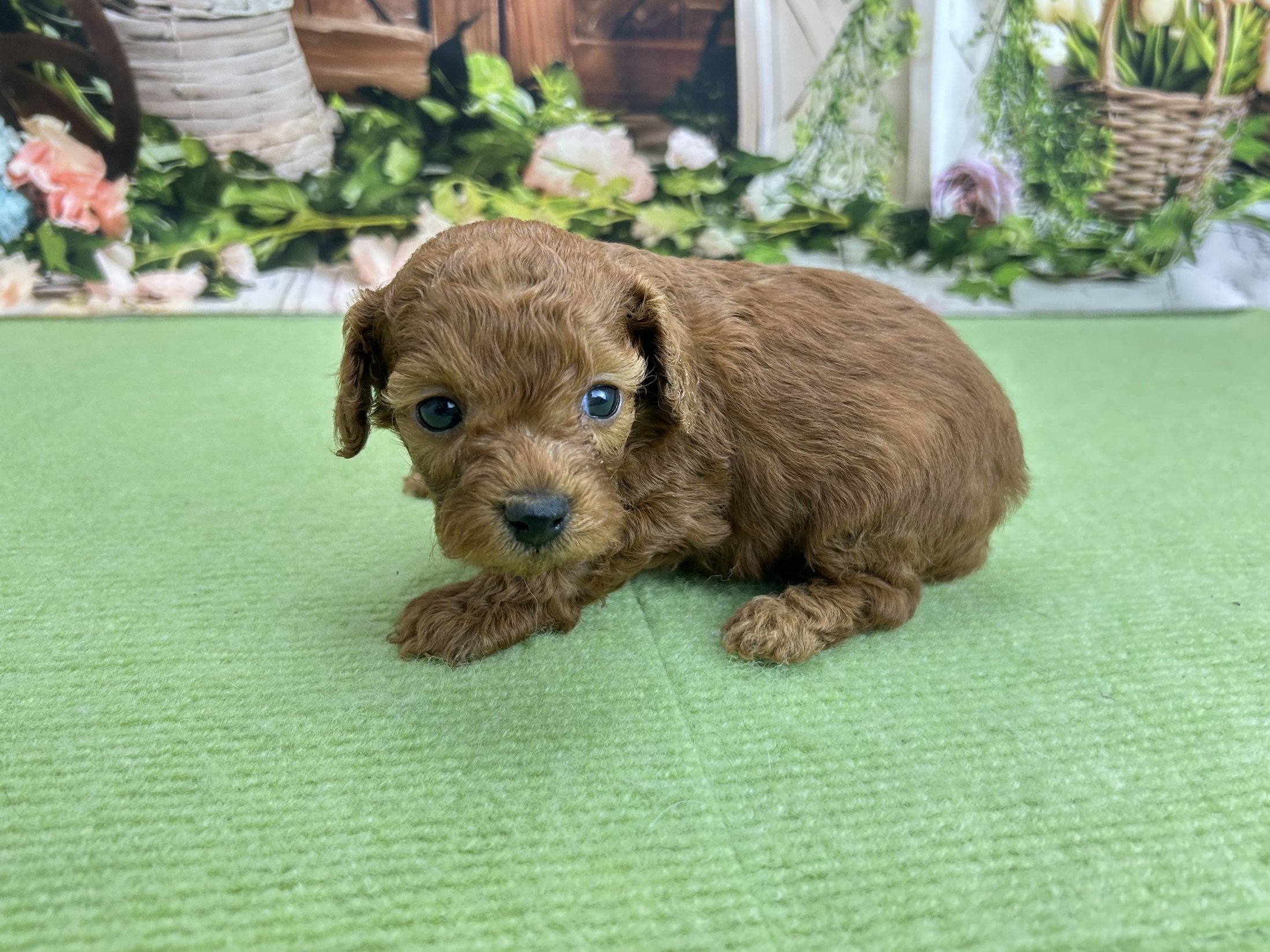 赤ちゃん写真2-2