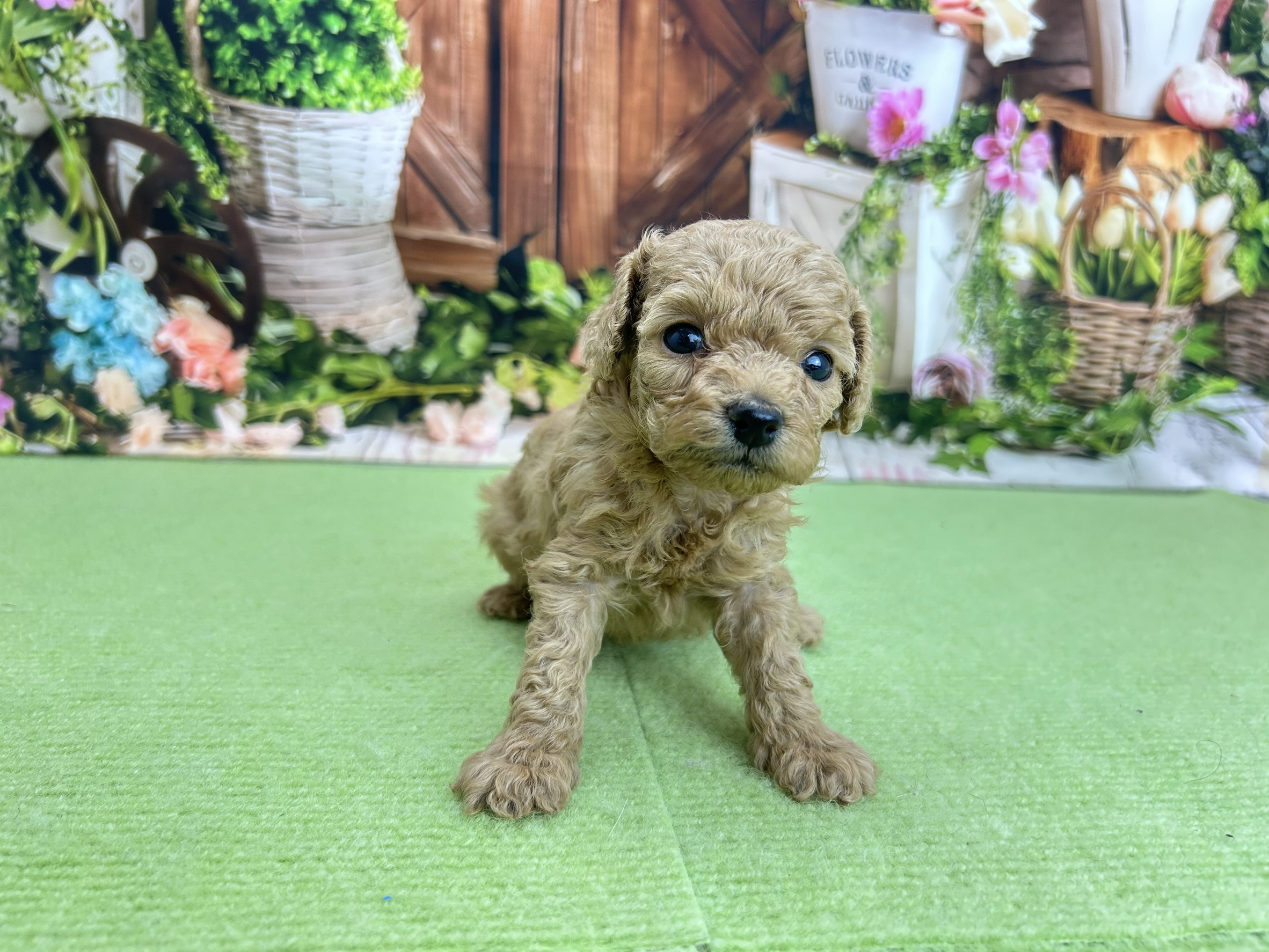 トイ・プードル