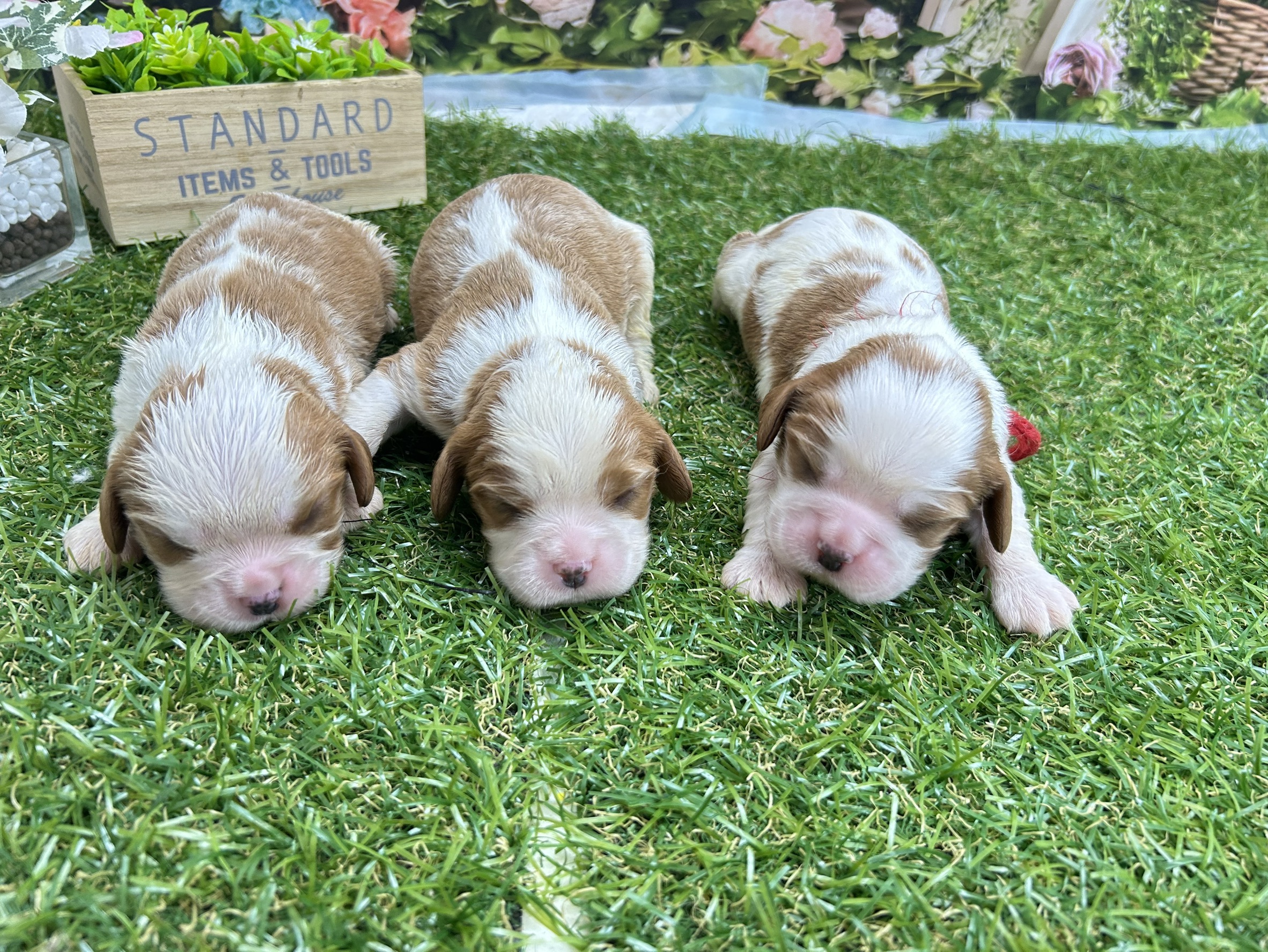 赤ちゃん写真1-3