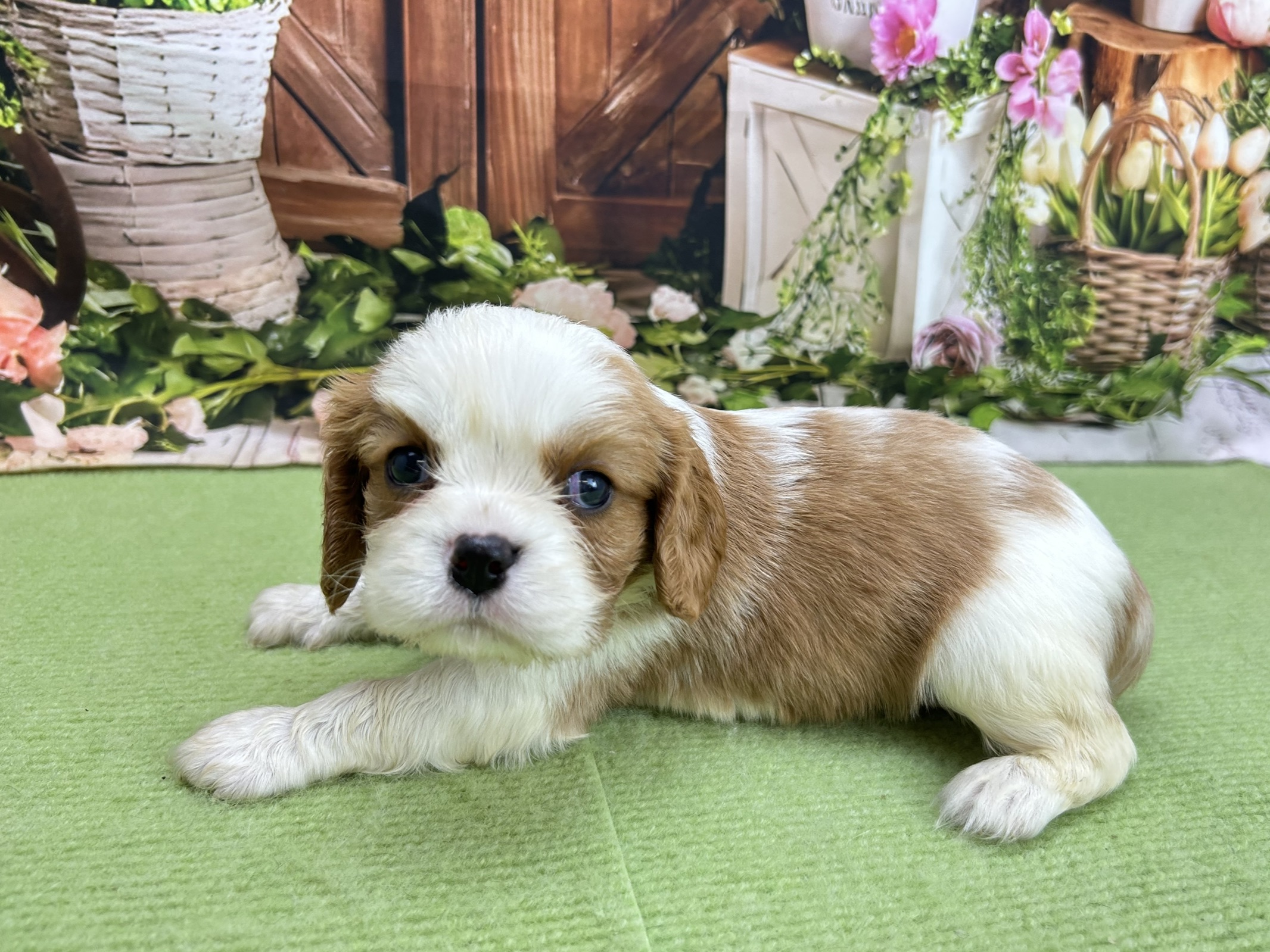 赤ちゃん写真2-2