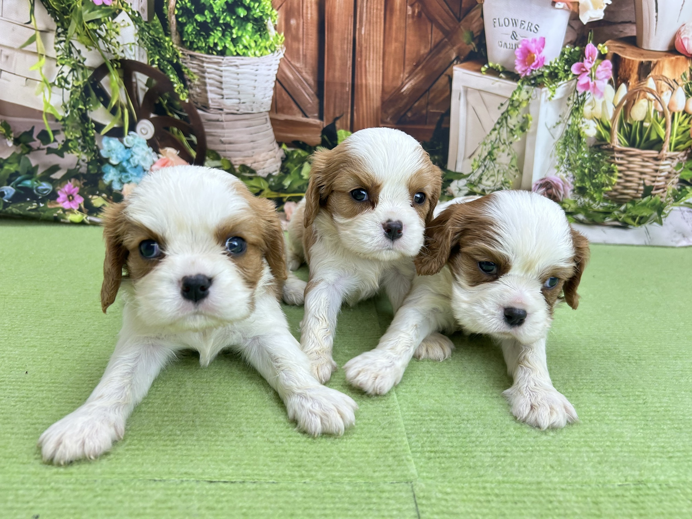 赤ちゃん写真2-3