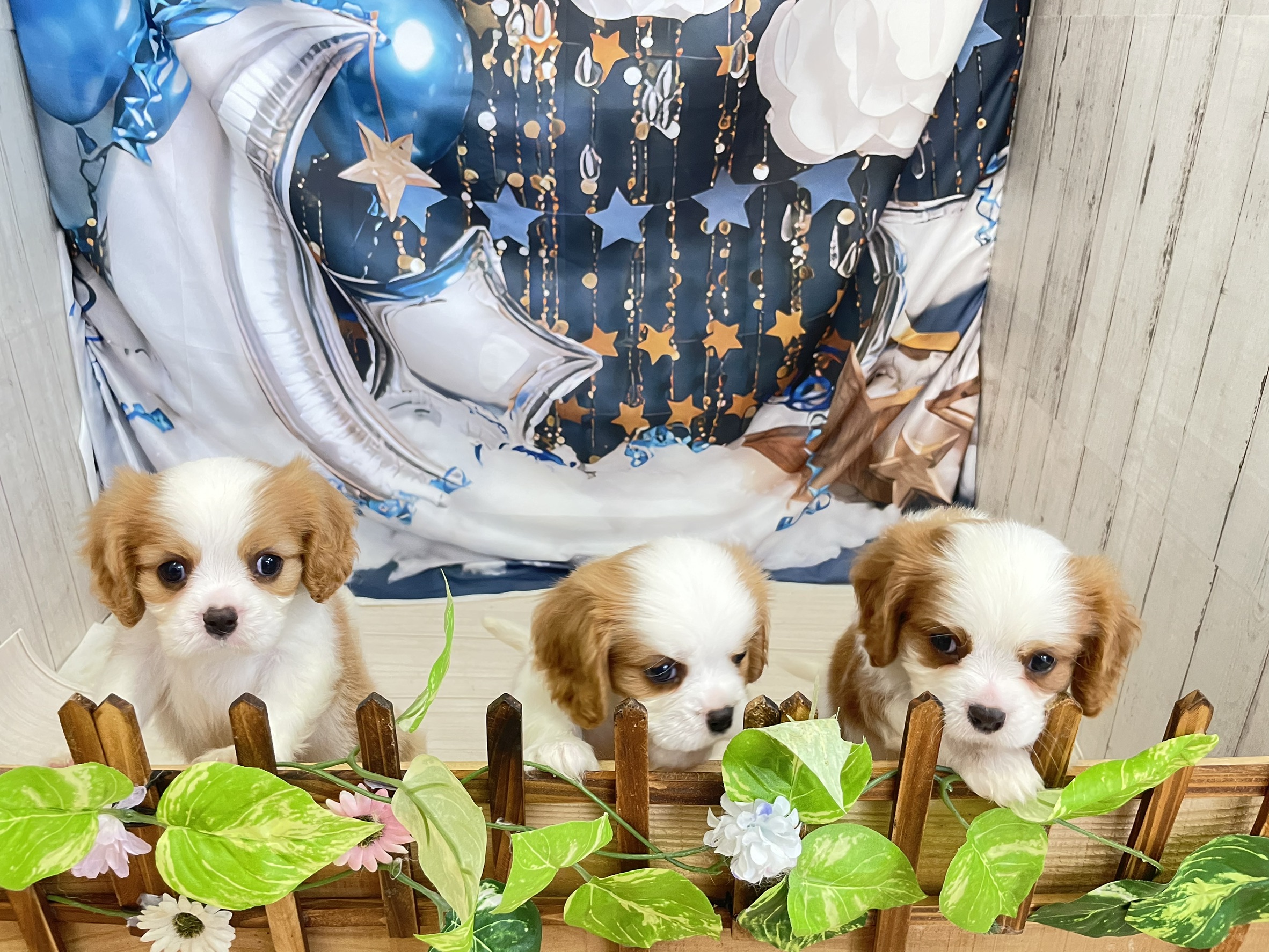 赤ちゃん写真3-3