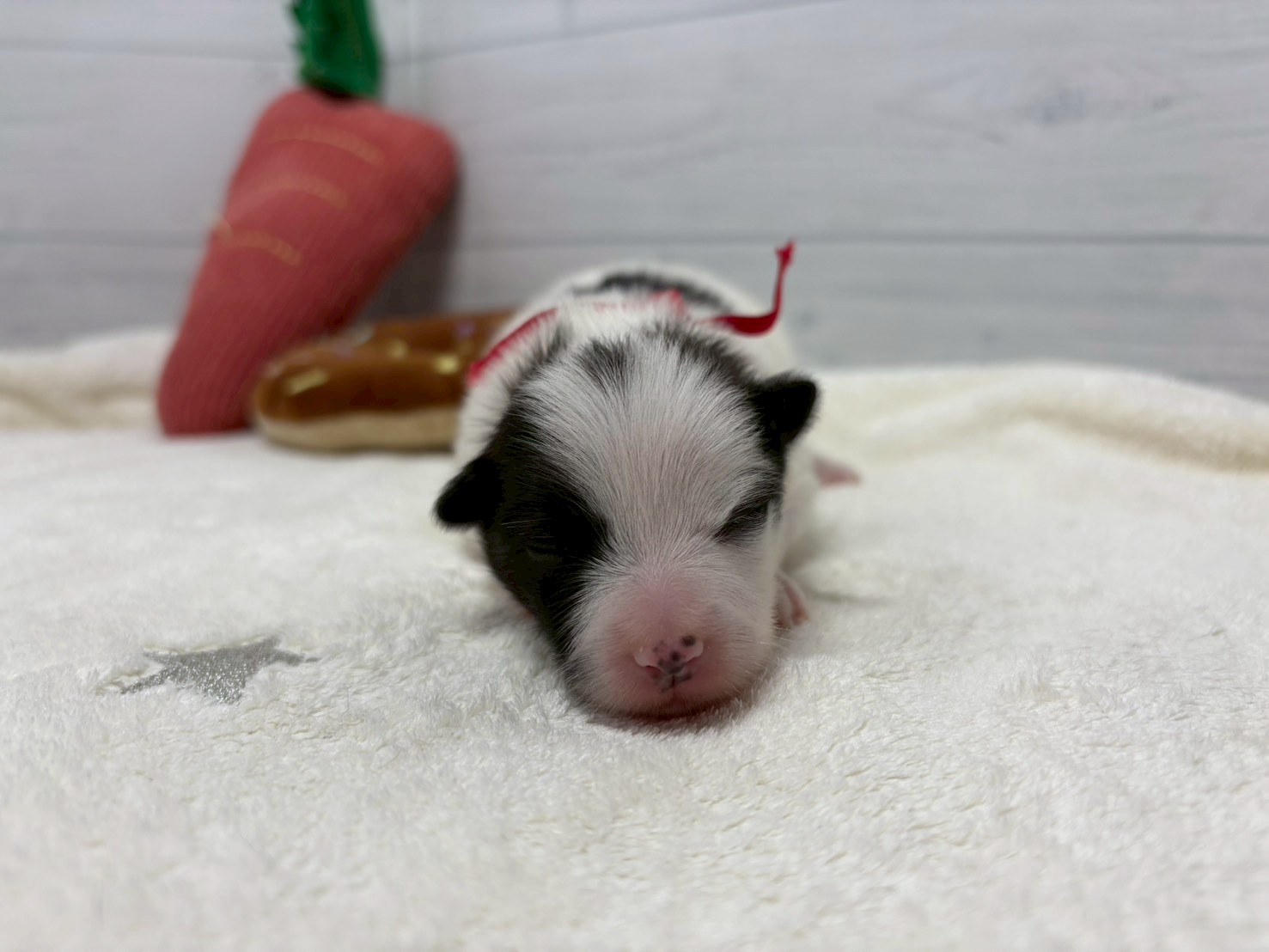 赤ちゃん写真1-1