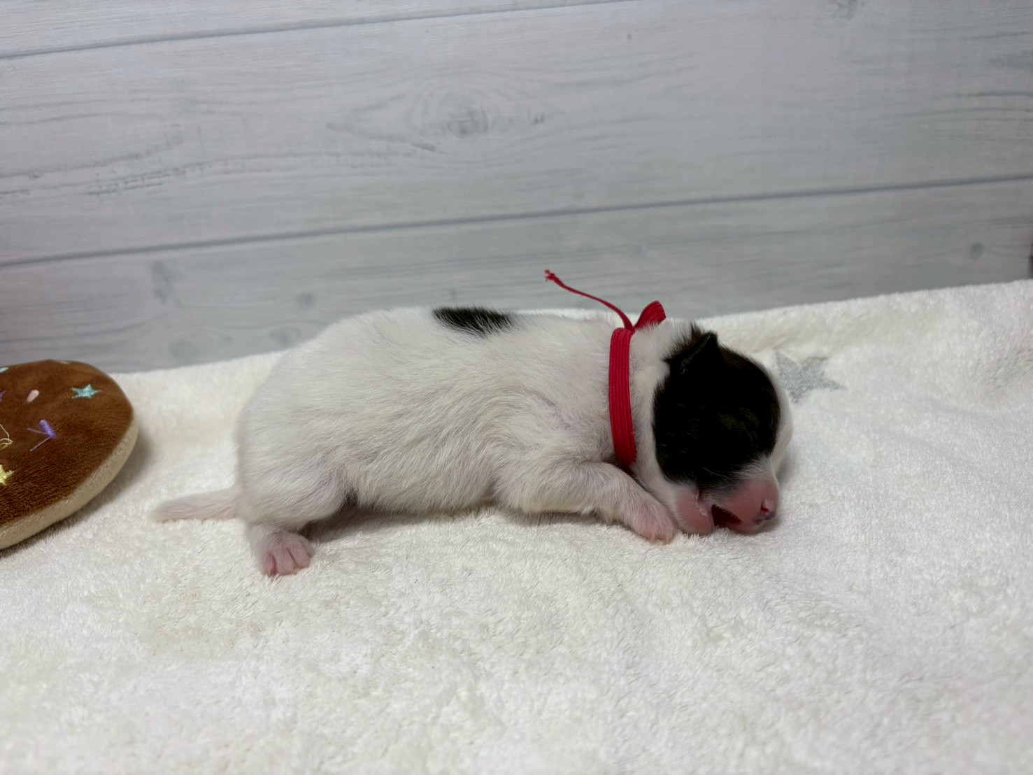 赤ちゃん写真1-2