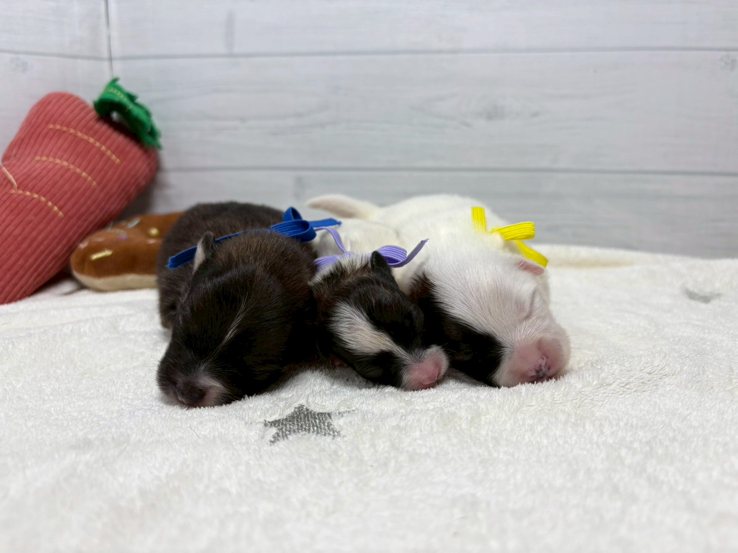 赤ちゃん写真1-3